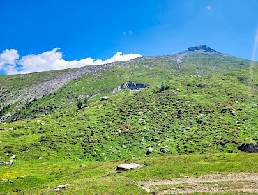 Alm mit Wiese, Wald und Alpe