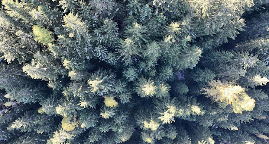 particella di bosco, ben accessibile Bild